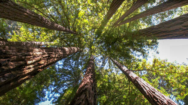 How Our Tree Care Process Works  in Gadsden, AL